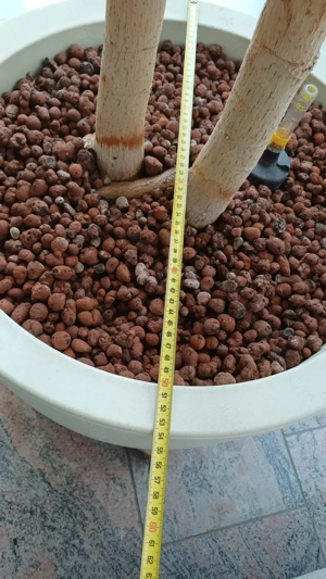 Schefflera in Hydro  Bild 2