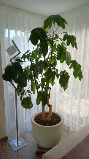 Schefflera in Hydro 