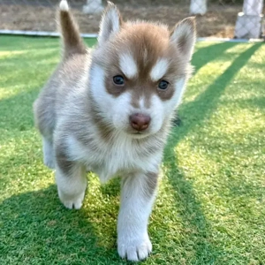 Wunderschöner Siberian Husky Welpe sucht ein liebevolles Zuhause    Bild 2
