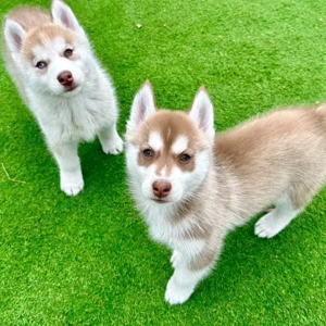 Wunderschöner Siberian Husky Welpe sucht ein liebevolles Zuhause    Bild 3