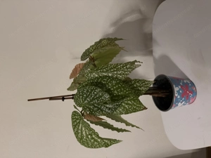 Begonia pflanze Bild 2