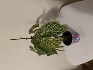 Begonia pflanze Bild 3