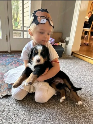 Berner Sennenhundwelpe abzugeben. Bild 2