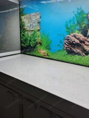 Aquarium 200l Bild 4