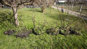 Schwarze Johannisbeer