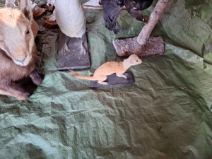 Verschiedene präparierte Tiere