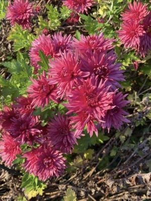 Chrysantheme Bild 4