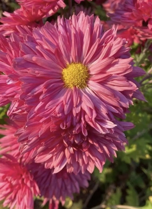 Chrysantheme Bild 3