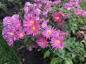 Chrysantheme Oury Bild 2