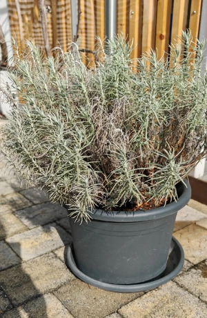 Currykraut ohne Topf