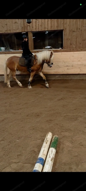 Reitbeteiligung gesucht  Bild 3