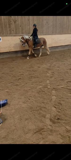 Reitbeteiligung gesucht  Bild 2