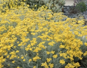 Currykraut ohne Topf Bild 2