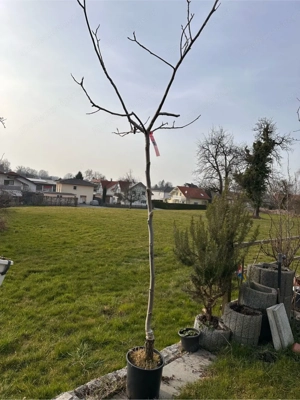 Walnussbaum veredelt