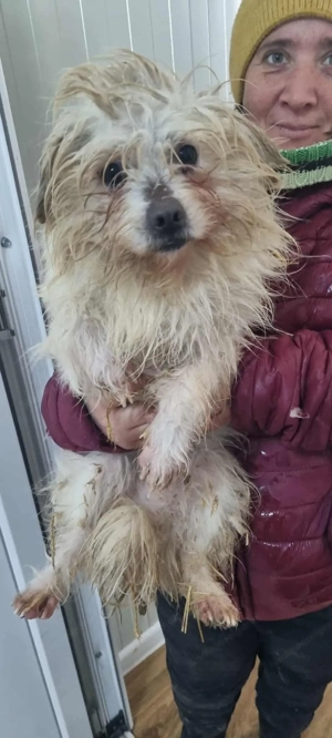 Gil - ein kleines Herz auf der Suche nach Sicherheit Bild 4