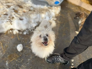 Gil - ein kleines Herz auf der Suche nach Sicherheit Bild 2