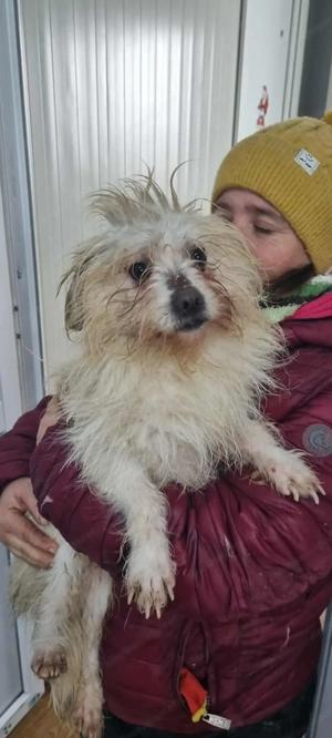 Gil - ein kleines Herz auf der Suche nach Sicherheit Bild 3