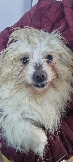 Gil - ein kleines Herz auf der Suche nach Sicherheit Bild 5