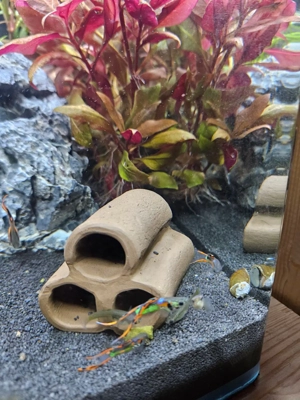 Endler Guppys, schimmernd grün-rot, ausgewachsen