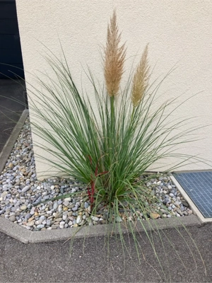 diverse Gräser zu verkaufen