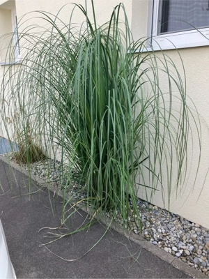 diverse Gräser zu verkaufen Bild 2