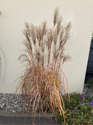 diverse Gräser zu verkaufen Bild 3