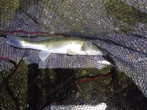 Walnüsse Lockfutter zum Angeln oder Kuchen Backen Bild 2