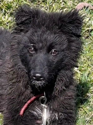 Nera wartet sehnsüchtig auf SIE Bild 5