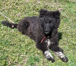 Nera wartet sehnsüchtig auf SIE Bild 4