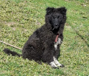 Nera wartet sehnsüchtig auf SIE Bild 3