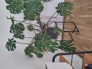 Riesige Monstera Bild 2