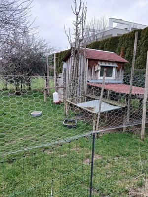 Hühnerzaun Bild 3