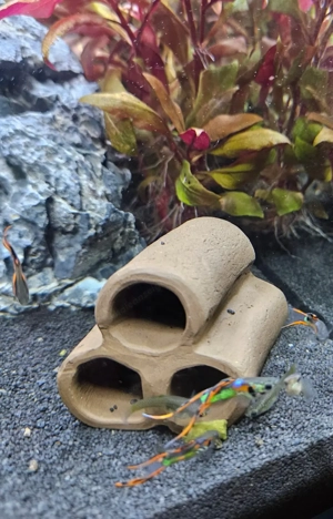 Endler Guppys, schimmernd grün-rot, ausgewachsen Bild 4