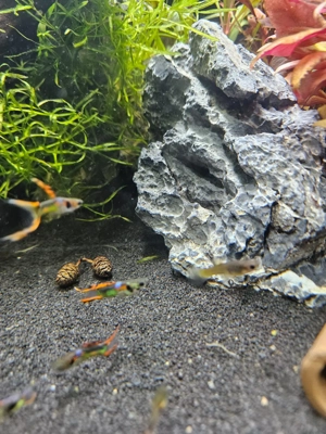 Endler Guppys, schimmernd grün-rot, ausgewachsen Bild 2