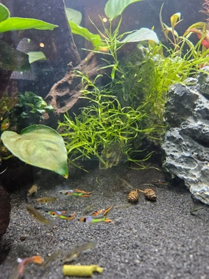 Endler Guppys, schimmernd grün-rot, ausgewachsen Bild 7