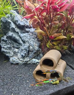 Endler Guppys, schimmernd grün-rot, ausgewachsen Bild 3