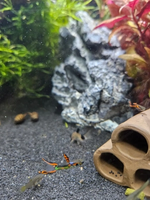 Endler Guppys, schimmernd grün-rot, ausgewachsen Bild 5