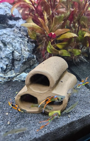 Endler Guppys, schimmernd grün-rot, ausgewachsen Bild 8