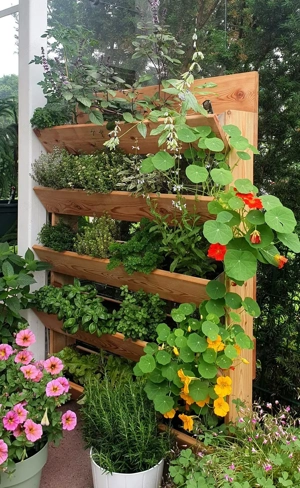 Kräuterwand  Bild 3