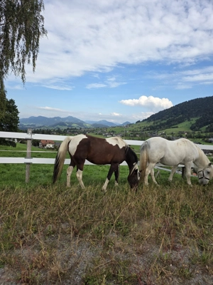 Reitbeteiligung im Bregenzerwald gesucht Bild 2