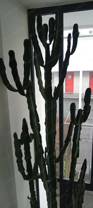 Riesenkaktus ca.5 Meter hoch,über 30Jahre alt Bild 2
