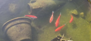 Verschenke 6 Koi, größe ca. 12 - 20 cm Bild 2
