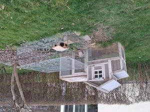 Langhaarmeerschweinchen  Bild 4