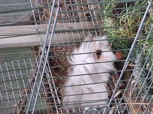 Langhaarmeerschweinchen  Bild 2