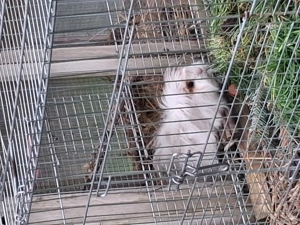 Langhaarmeerschweinchen  Bild 3