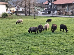 Jura Schafe Bild 2