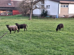 Jura Schafe Bild 3