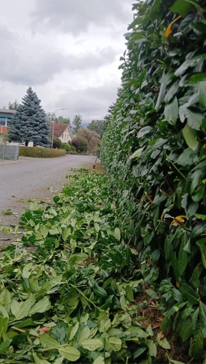 gärtner in ganze voralberg  Bild 4