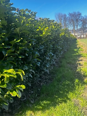 gärtner in ganze voralberg  Bild 3