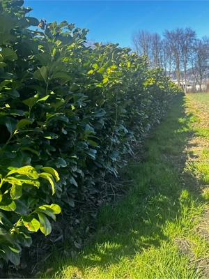 Kirschlorbeer Hecke 160 200 cm   sofort blickdicht | Feldware Top Qualität Bild 5